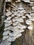 White Scalloped Fungi Growing on a Tree Stump