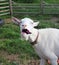 white scary goat eats red beetroot food