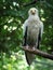 White scavenger vulture laid on a branch