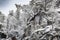 White scene of winter beauty snow forest inside, trees on a rock slope, panorama of wild nature wintery background