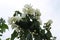 White scented flowers bloomed on a jasmine bush in the garden