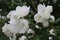 White scented flowers bloomed on a jasmine bush in the garden