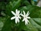 White Scented star or Climbing jasmine flowers on green leaf