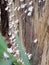 White, schizophyllum, sapwood, close up, fungi