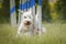 White schnauzer miniature in agility slalom on privat training.