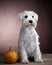 White schnauzer and pumkin