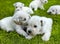 White schnauzer puppies
