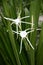 White Schnhutchen Hymenocallis latifolia flower