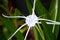 White Schnhutchen Hymenocallis latifolia flower