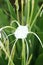 White Schnhutchen Hymenocallis latifolia flower in garden