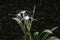 White Schnhutchen Hymenocallis latifolia flower in garden