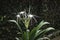 White Schnhutchen Hymenocallis latifolia flower in garden