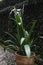 White Schnhutchen Hymenocallis latifolia flower in garden