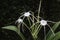 White Schnhutchen Hymenocallis latifolia flower in garden