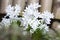 White Scilla flowers