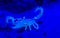 White scorpion with a blue light effect, dangerous animal from the deserts of africa