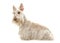 White scottisch terrier seen from the side isolated on a white b