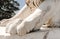 White sculpture close-up of marble paw of a lion on a pedestal in the sunlight