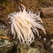 White sea anemone closeup