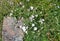 White sea campion flowers