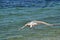 White sea gull flying in the blue sunny sky over the coast of Croatia Sea