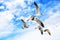 White sea gulls flying in the blue sunny sky