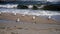 White sea gulls on the sandy beach of the sea shore on a sunny day.