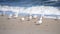 White sea gulls on the sandy beach of the sea shore on a sunny day.