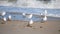 White sea gulls on the sandy beach of the sea shore on a sunny day.