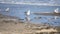 White sea gulls on the sandy beach of the sea shore on a sunny day.