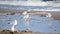 White sea gulls on the sandy beach of the sea shore on a sunny day.