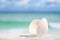 White sea shell on beach sand