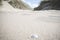 White sea shell in the sand