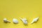 White sea shells on yellow background with copy space