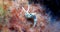 White sea slugnudibranch - Elysia timida