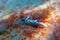 White sea slugnudibranch - Elysia timida