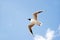 White seabird with black head and wing tips flying and soaring in the blue air filled with clouds.