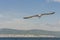 White seabird with black wing tips flight under the blue sky of the Bulgaria. Seagull view of flying above the Black sea water.