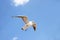 White seabird with black wing tips flying and soaring up in the blue air.