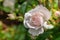 White Seafoam Groundcover Rose