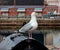 A white seagull admires the beautiful city