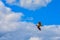 White seagull against the sky with clouds. Copy space. concept sea cruise, travel, freedom, flight