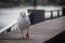 White Seagull bird walking on a yarra riverbank, Melbourne, Australia