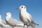 White Seagull birds in eye focusing