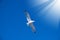 White seagull among the blue sky