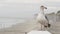 White seagull, California pacific ocean beach. Lovely bird close up on pier in Oceanside.