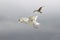 A white seagull closeup flies in a grey sky