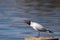 A white seagull with a dark head and an open beak stands on a stone and looks at the photographer. Wildlife. City birds.