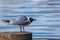 A white seagull with a dark head stands on a stone and looks at the photographer. Wildlife. City birds. Close-up.