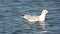 White seagull diving three times in the baltic sea water